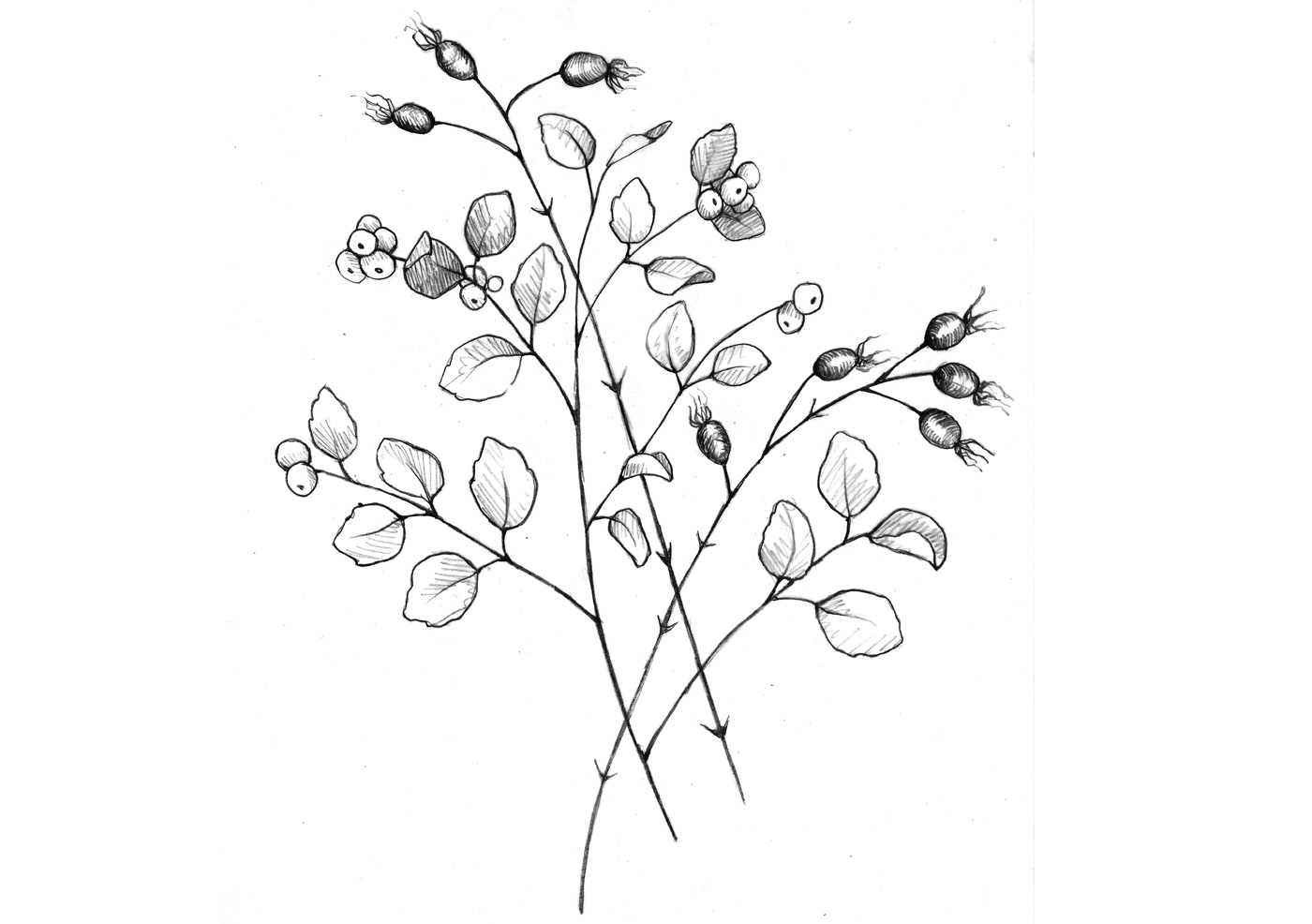 Product Image for 2025 Pinot Gris